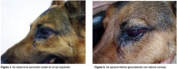 Uveítis y glaucoma asociados a infección por Hepatozoon canis: reporte de un caso - Image 2
