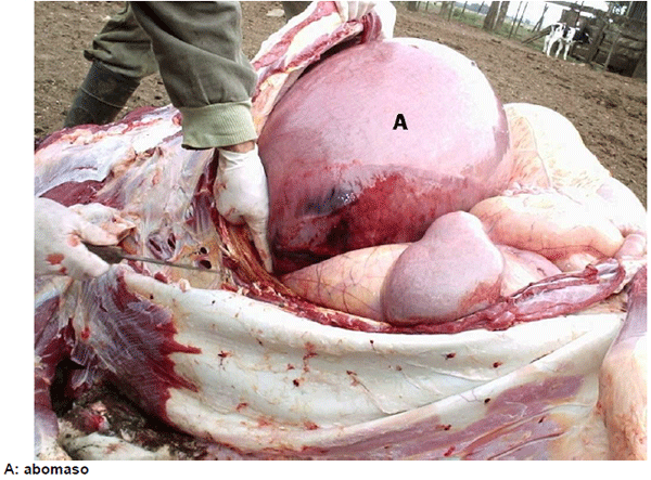 Descripción de un caso de desplazamiento abomasal derecho en vacas lecheras en Argentina - Image 2
