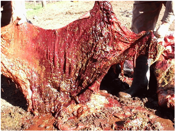 Descripción de un caso de desplazamiento abomasal derecho en vacas lecheras en Argentina - Image 3