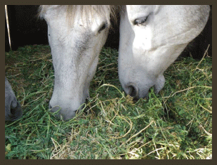 Alimentación y Manejo Para una buena salud intestinal de nuestro caballo - Image 3