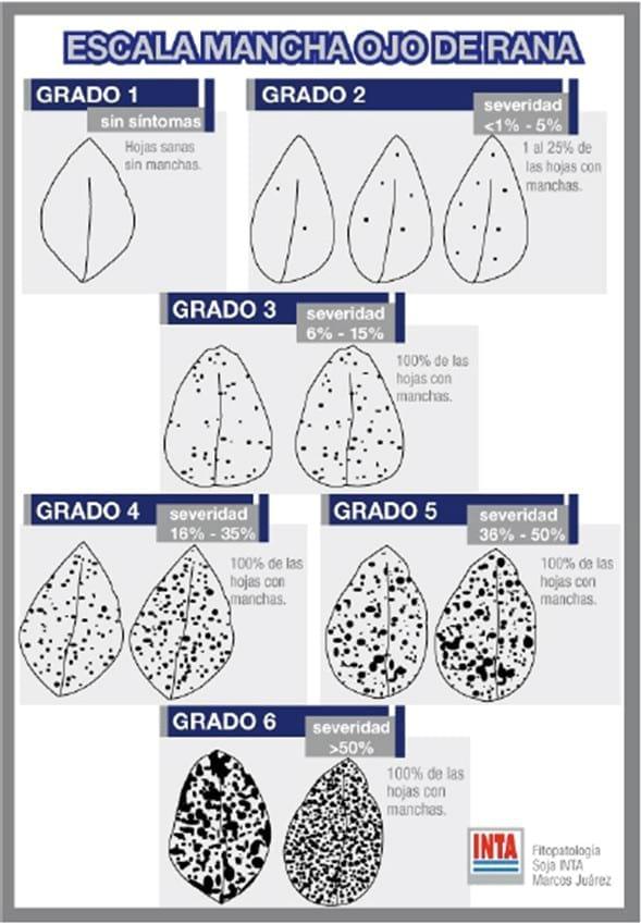 Evaluación de fungicidas foliares para el manejo del complejo de enfermedades de fin de ciclo en soja - Image 9