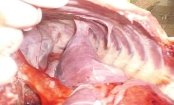 Pericarditis constrictiva con efusión pleural recurrente en un perro: reporte de caso - Image 3