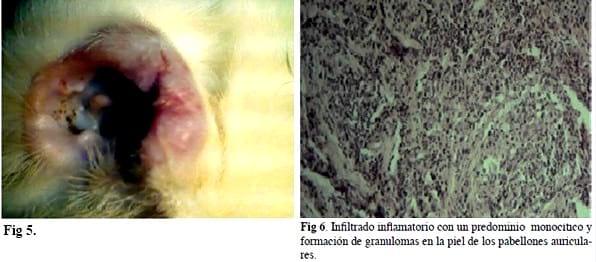 Caso clínico: Utilización del Bacillus Calmette-Guerín en carcinoma de células escamosas en una gata doméstica y posterior estudio histopatológico. - Image 3