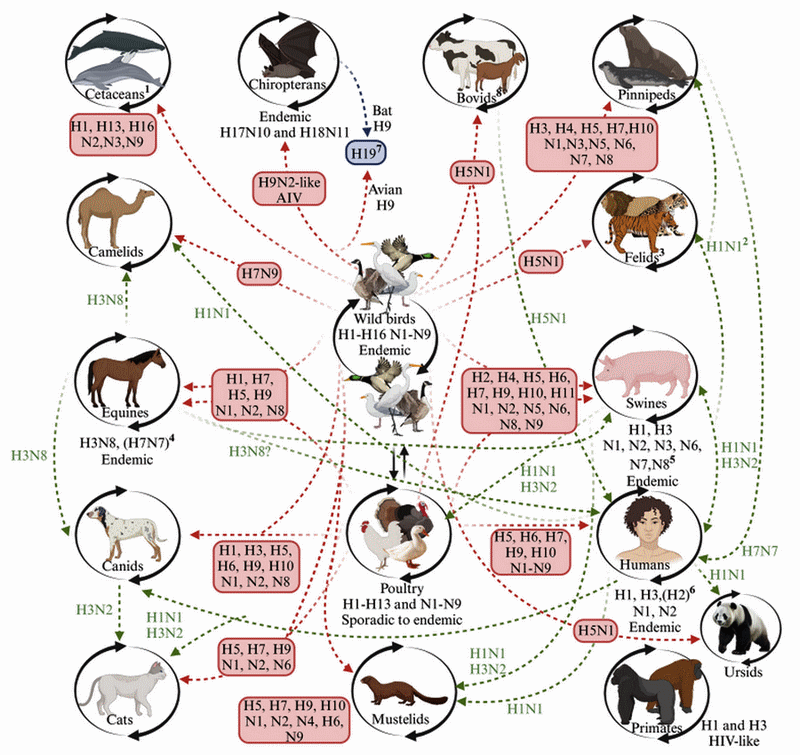 H5N1: el viaje del virus que cambió el mapa sanitario de las Américas - Image 1