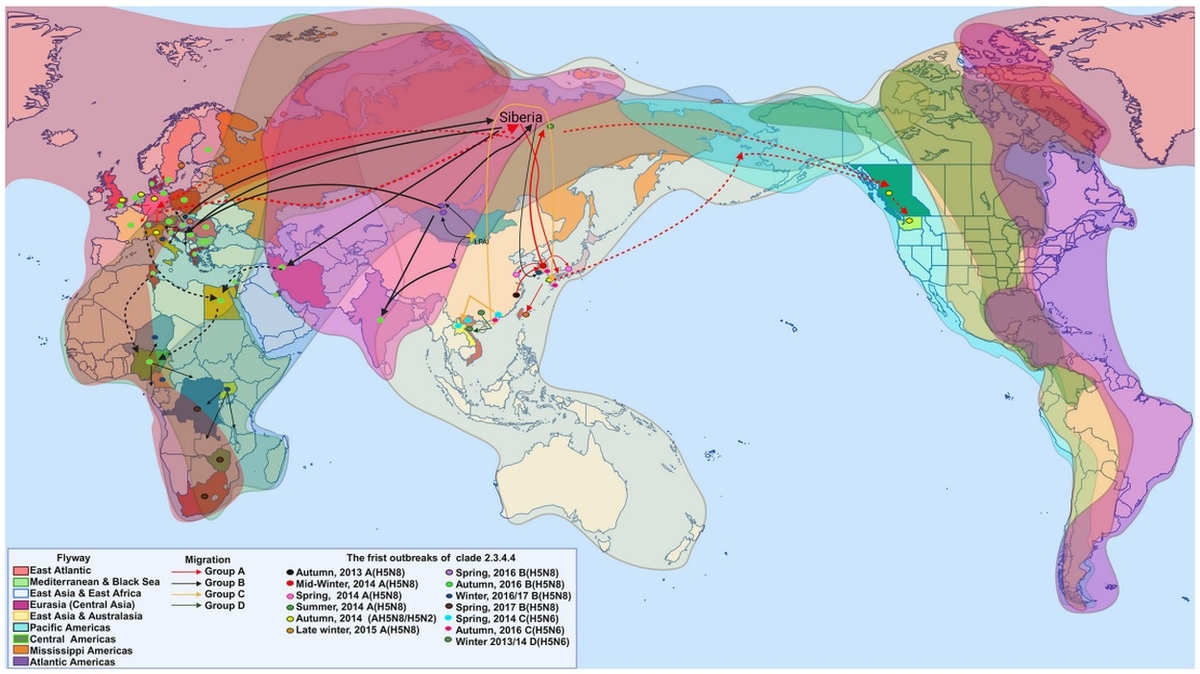 H5N1: el viaje del virus que cambió el mapa sanitario de las Américas - Image 1
