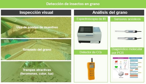 La detección de insectos en los productos almacenados: perspectiva actual y futura sobre el diagnóstico molecular - Image 2