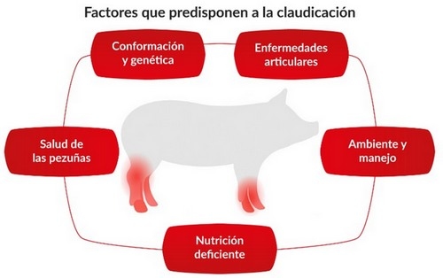 Claudicación en cerdas reproductoras: impacto en bienestar, productividad y economía del sistema productivo - Image 1