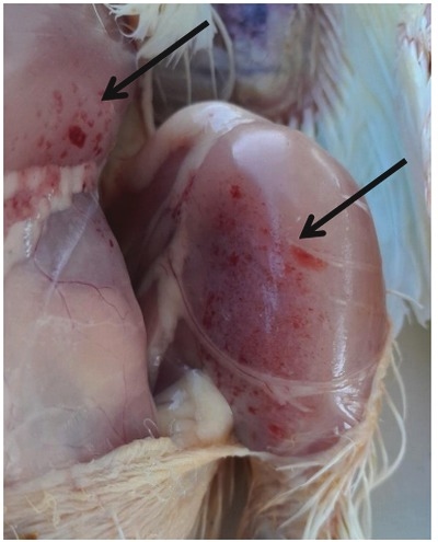 Lesiones hemorrágicas musculares como indicadores de inmunodepresión en los pollos de engorda - Image 1
