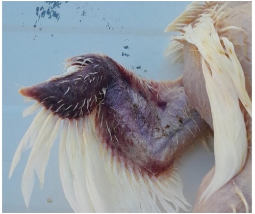 Lesiones hemorrágicas musculares como indicadores de inmunodepresión en los pollos de engorda - Image 3