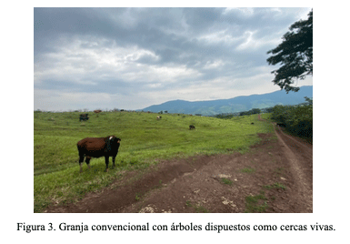 Figura 3. Granja convencional con árboles dispuestos como cercas vivas.