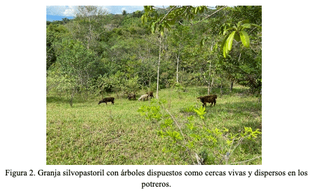 Figura 2. Granja silvopastoril con árboles dispuestos como cercas vivas y dispersos en los potreros.