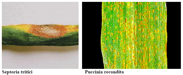 Ensayos de evaluación de fungicidas en mezcla con x-trim en el control de enfermedades foliares del cultivo de trigo (2005) - Image 3