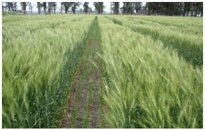 Ensayos de evaluación de fungicidas en mezcla con x-trim en el control de enfermedades foliares del cultivo de trigo (2005) - Image 1