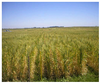 Evaluación de Xilonen en mezclas con fungicidas en el control de enfermedades foliares del cultivo de trigo - Image 1