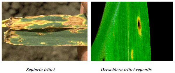 Evaluación de Xilonen en mezclas con fungicidas en el control de enfermedades foliares del cultivo de trigo - Image 3