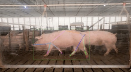 Bienestar animal – Soluciones basadas en caracteres para las granjas modernas - Image 1