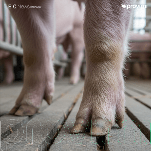 Problemas de pezuñas en cerdas: impacto reproductivo y relación con la longevidad del plantel - Image 1