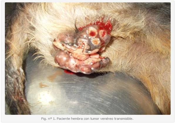Hepatozoon canis asociado a un tumor venéreo transmisible: singular hallazgo. - Image 1