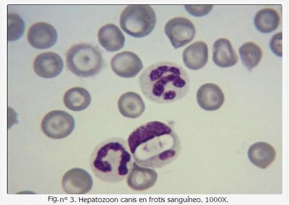 Hepatozoon canis asociado a un tumor venéreo transmisible: singular hallazgo. - Image 3