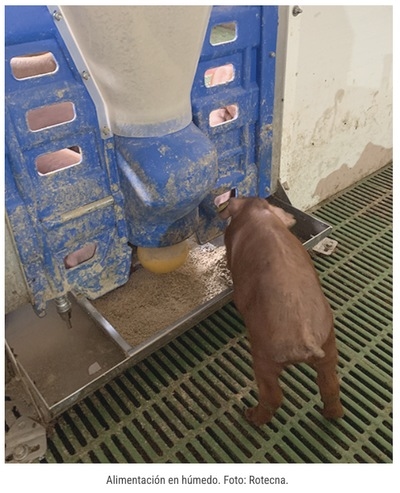 ¿Cómo escoger entre alimentación seca o en húmedo en porcino? - Image 3