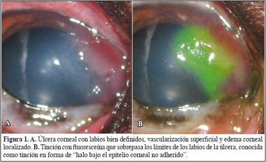 Defecto epitelial corneal espontáneo crónico en perros. - Image 1