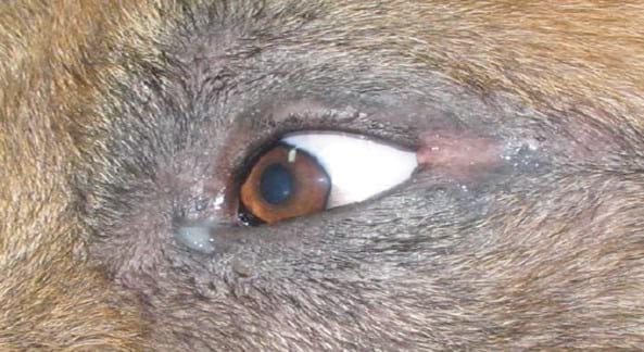 Blefaritis crónica por Demodex canis. - Image 2