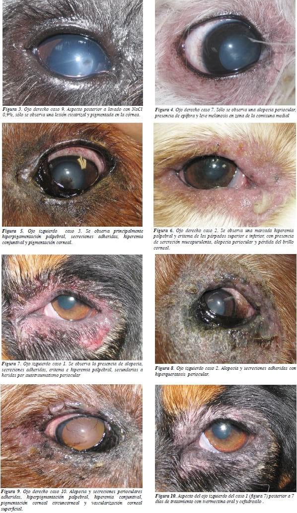 Blefaritis crónica por Demodex canis. - Image 4