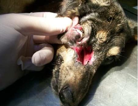 Reparación de un defecto nasal amplio en un canino mediante empleo del pabellón auricular - Image 2