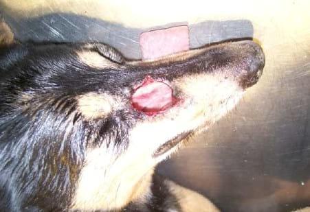 Reparación de un defecto nasal amplio en un canino mediante empleo del pabellón auricular - Image 1