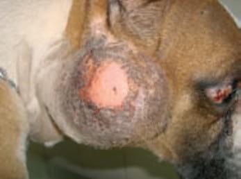 Tratamiento del mastocitoma canino con un inhibidor de la tirosina quinasa. A propósito de un caso clínico - Image 3