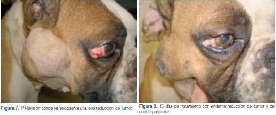 Tratamiento del mastocitoma canino con un inhibidor de la tirosina quinasa. A propósito de un caso clínico - Image 8
