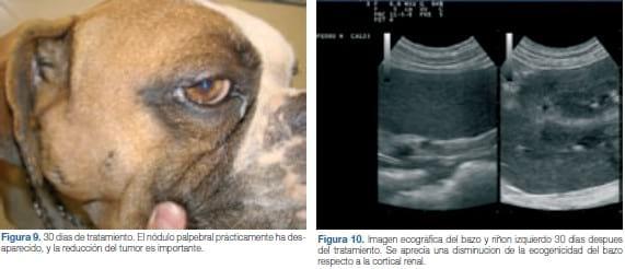 Tratamiento del mastocitoma canino con un inhibidor de la tirosina quinasa. A propósito de un caso clínico - Image 9