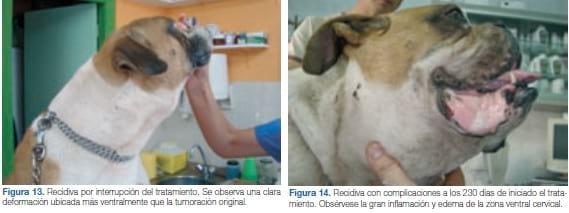 Tratamiento del mastocitoma canino con un inhibidor de la tirosina quinasa. A propósito de un caso clínico - Image 11
