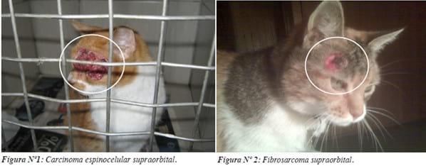 Neoplasias malignas felinas entre 2006 - 2010: Estudio retrospectivo - Image 6