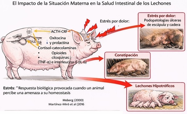 Cerda hiperprolífica: la camada empieza en la cerda, no en el lechón - Image 2