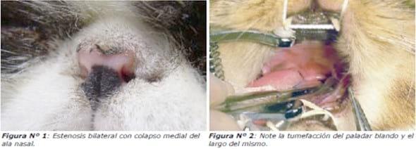 Resolución quirúrgica mediante láser CO2 del síndrome respiratorio braquicefálico en gatos - Image 1