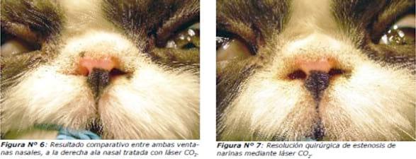 Resolución quirúrgica mediante láser CO2 del síndrome respiratorio braquicefálico en gatos - Image 4