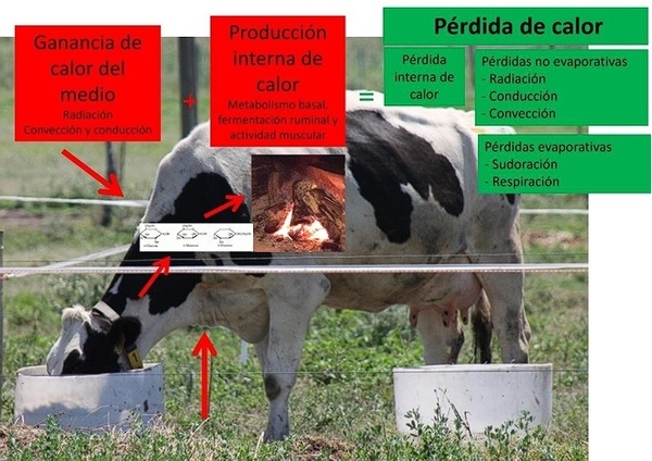 Efecto del estrés calórico en el animal - Image 1