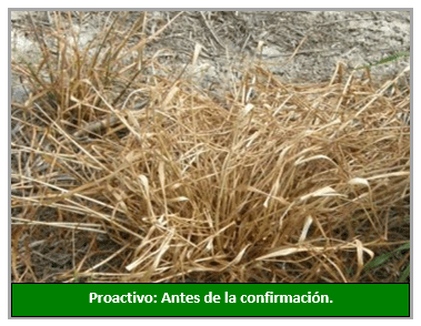 Manejo proactivo de la resistencia a herbicidas en malezas del maíz - Image 4