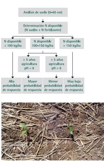 Mejores Prácticas de Manejo (MPM) de los Fertilizantes para el Cultivo de Maíz - Image 4