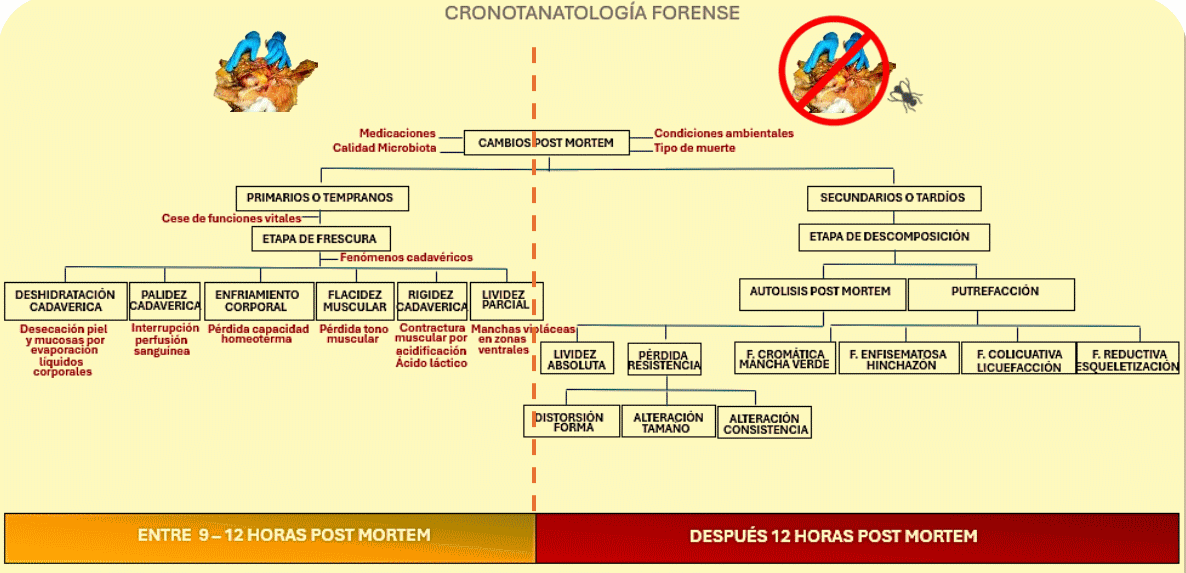 “Mortui Vivos Docent” … Los muertos enseñan a los vivos. Inmenso valor tiene la realización de las necropsias - Image 3