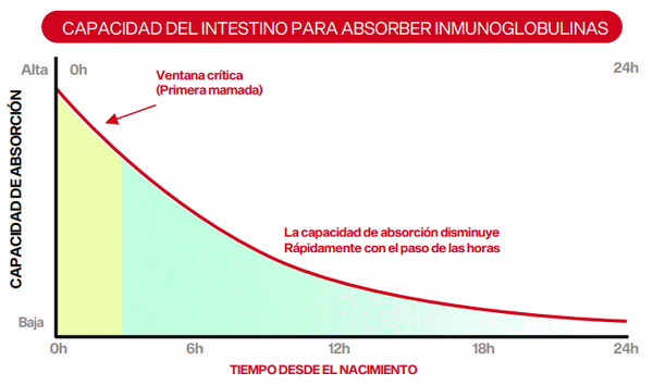 Calostro: las primeras horas que definen toda la vida del lechón. Calostro y supervivencia neonatal - Parte I - Image 2
