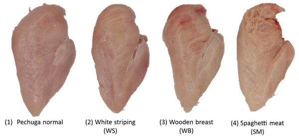 Miopatías en pollos de engorde: Características, consecuencias y soluciones - Image 1
