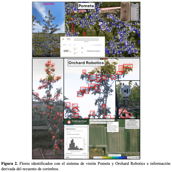 Figura 2. Flores identificados con el sistema de visión Pometa y Orchard Robotics e información derivada del recuento de corimbos.