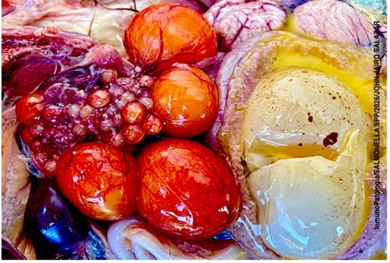 Evaluación de la respuesta serológica de diferentes planes vacunales contra Salmonella Gallinarum y Salmonella Enteritidis (Grupo-D1) con vacunas vivas y oleosas de deriva metabólica (Parte IV) - Image 1