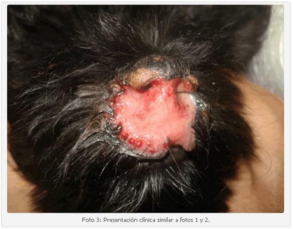 Vasculitis Leucocitoclástica en un Cachorro Scottish Terrier. - Image 3