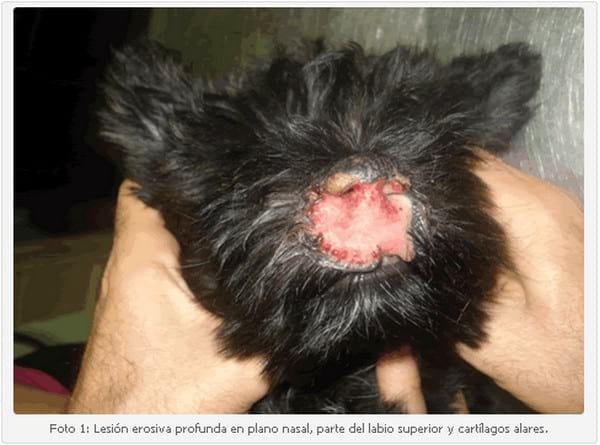 Vasculitis Leucocitoclástica en un Cachorro Scottish Terrier. - Image 1