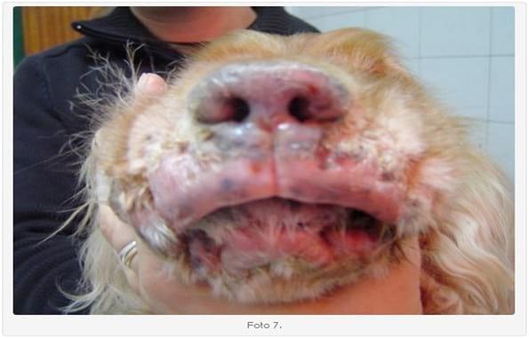 Linfoma Epiteliotrópico Canino: Presentación de dos Casos Clínicos. Su Tratamiento. - Image 7