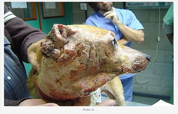 Linfoma Epiteliotrópico Canino: Presentación de dos Casos Clínicos. Su Tratamiento. - Image 6