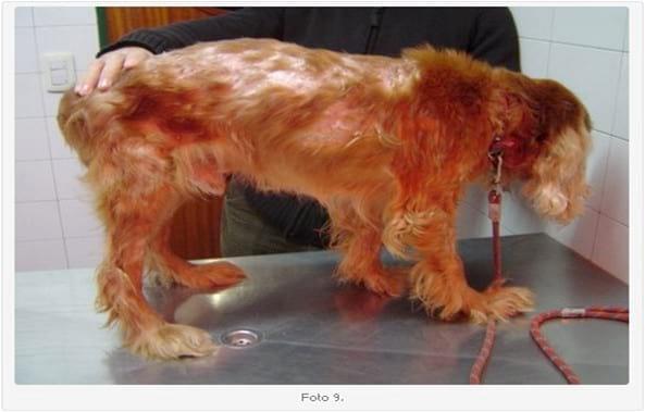 Linfoma Epiteliotrópico Canino: Presentación de dos Casos Clínicos. Su Tratamiento. - Image 9